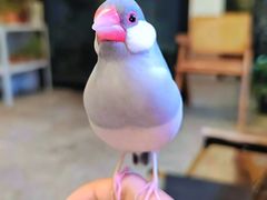 -吉丁鸟咖·异宠·寄养