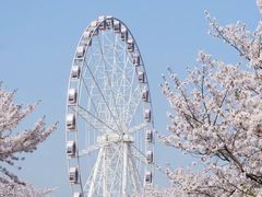 -顾村公园