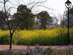 -武汉大学-樱园