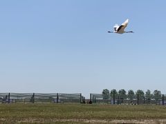 -盐城丹顶鹤湿地生态旅游区