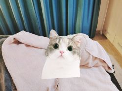 -FACE·日本小颜矫正美容整骨サロン