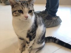 -飞行喵MR PILOT|猫舍·猫咖(静安大融城店)