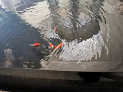 -新都绿城喜来登酒店大堂吧