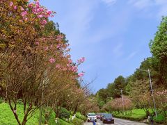 -铁山坪森林公园