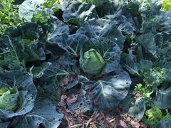 -南汇老顾农家乐采摘大团水蜜桃采摘店