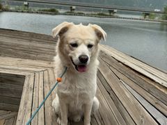 -北京观赏动物医院·24小时大型综合·猫专科·异宠专科
