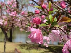 -上海滨江森林公园