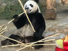 -海南热带野生动植物园