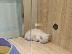 -BABIT巴比特宠物(MOMOPARK店)