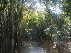 -羚羊峡古栈道森林公园