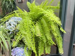 -萤火虫咖啡(砖著店)
