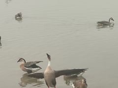 -北京麋鹿生态实验中心