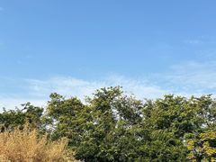 -华侨城湿地公园
