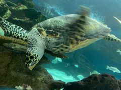 -上海海洋水族馆