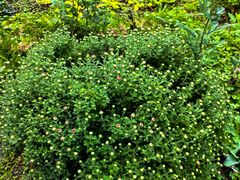 -长白岛森林公园