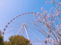 -顾村公园