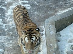 -大连森林动物园