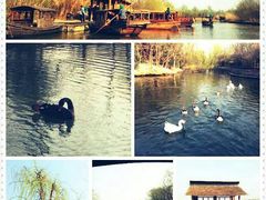 -溱湖国家湿地公园