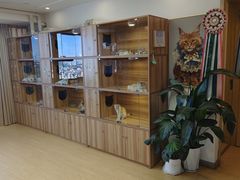 -猫十亿·布偶金渐层·曼基康矮脚猫舍(青年路店)