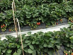 -神光山国家森林公园