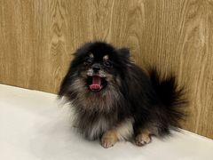-和它·交个朋友·狗咖猫咖(爱琴海店)
