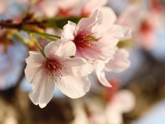 -高东镇樱花园