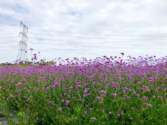 -紫颐香薰山谷景区