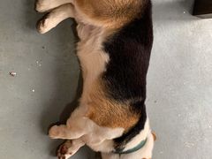 -阿尔法海鲜排档(爱琴海店)