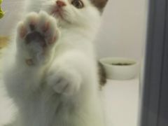 -喵的天空名猫咖啡馆·撸猫·猫舍·用品