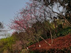 -重庆彩云湖湿地公园