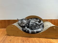 -有猫主题·治愈系猫咖(曾厝垵店)