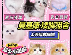 -麒麟缅因猫舍·十五年缅因猫选购中心