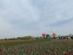 -荷兰花海