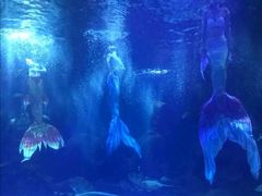 -石家庄海洋公园