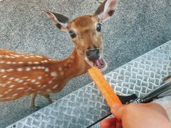 -清迈夜间动物园