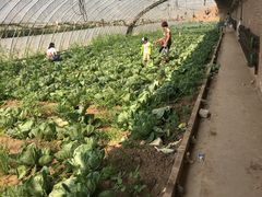 -万源龙顺度假庄园生态观光园