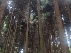 -武陵山森林公园