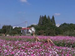 -鹅湖玫瑰文化园