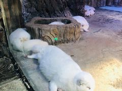 -芜湖新华联大白鲸海洋公园