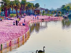 -苏州太湖西山岛开心农场