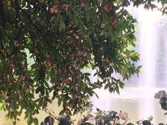 红蒲桃树-广州珠江公园