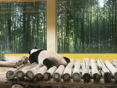 -杭州野生动物世界