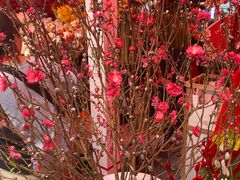 -越秀西湖花市(广州城市广场花卉店)