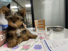 -伟伟宠物医院·CT影像中心·瑞派犬猫综合性门诊(汉口总院)