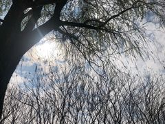 -两河城市森林公园