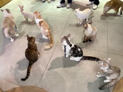 -Heymao猫咖.咖啡厅(东门店)