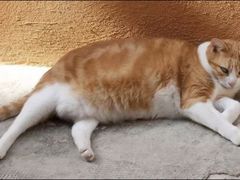 -瑞鹏宠物医院犬猫全科(真大分院)