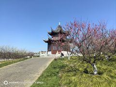 -上海海湾国家森林公园
