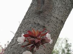 -东升八家郊野公园