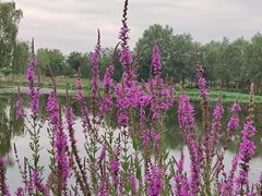 -东郊湿地公园